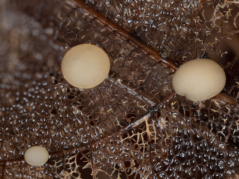 Hymenoscyphus vacini Hymenoscyphus vacini